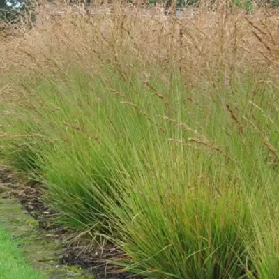 Молиния ПОЛ ПЕТЕРСОН голубая в Барановичах