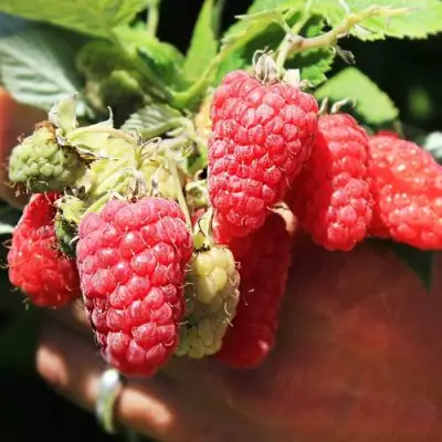 Малина ПАТРИЦИЯ в Барановичах