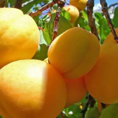 Абрикос ПАМЯТЬ ЛОЙКО в Барановичах