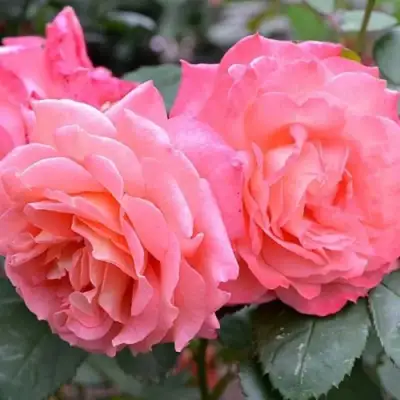 Роза ИНСТИТУТ ЛЮМЬЕР шраб в Барановичах