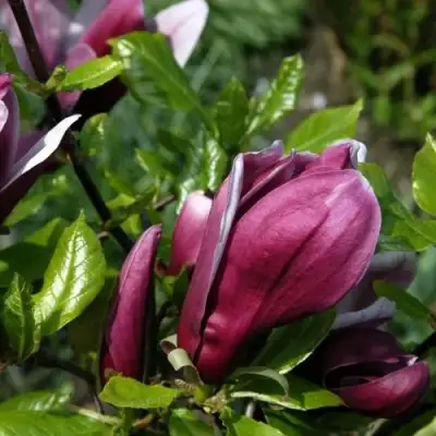 Магнолия НИГРА в Барановичах