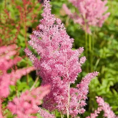 Астильба РЕЙНЛЕНД японская в Барановичах