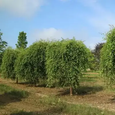 Береза САММЕР КАСКАД черная в Барановичах