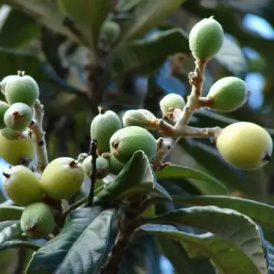 МУШМУЛА  в Барановичах