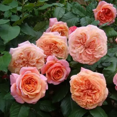 Роза ЧИППЕНДЕЙЛ чайно-гибридная в Барановичах