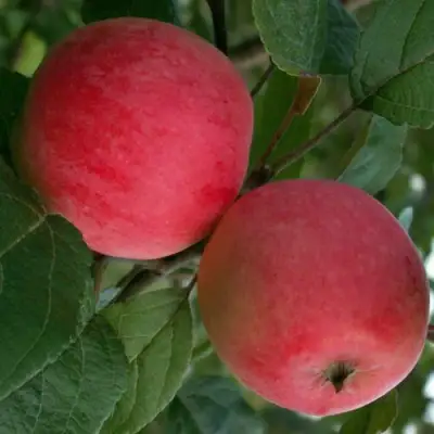 Яблоня СУЙСЛЕПСКОЕ (МАЛИНОВКА) в Барановичах