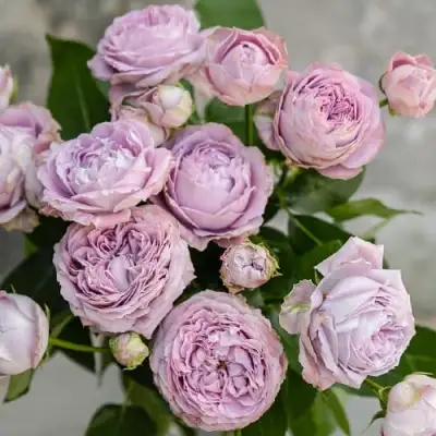 Роза ЛАВАНДЕР БАБЛС спрей в Барановичах