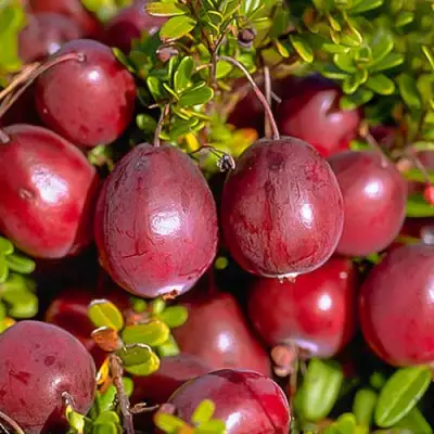 Клюква БЕН ЛИР в Барановичах