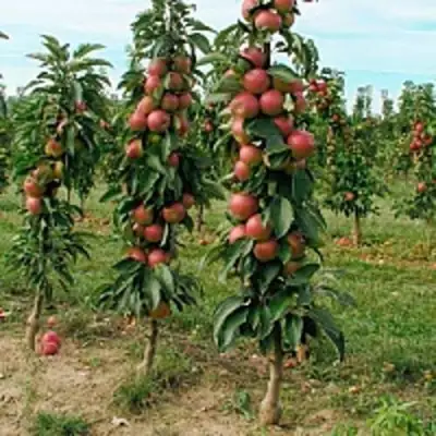 Яблоня ЯНТАРНОЕ ОЖЕРЕЛЬЕ колонновидная в Барановичах