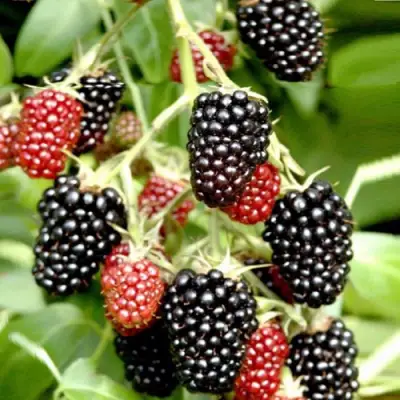 Ежемалина ДАРРОУ в Барановичах