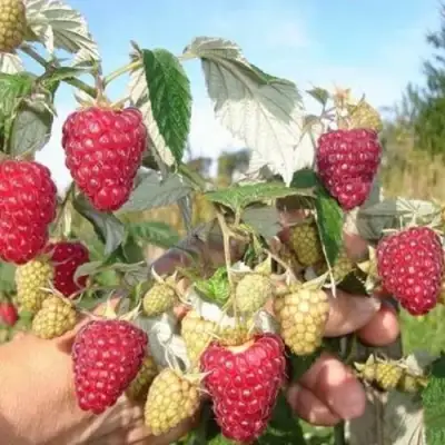 Малина ЖАР-ПТИЦА в Барановичах