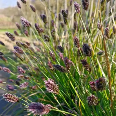 Сейслерия ХЕФЛЕРА в Барановичах