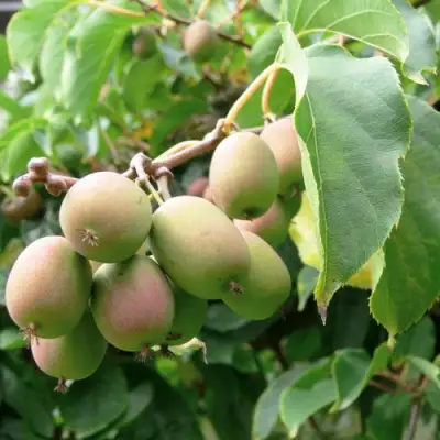 Актинидия ЛЮСИ аргута  в Барановичах