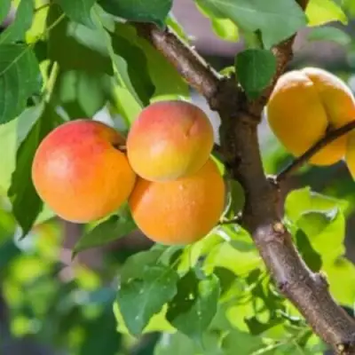 Абрикос РИТАУСМА в Барановичах