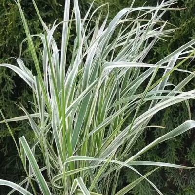 Вейник ОВЕРДАМ остроцветковый в Барановичах