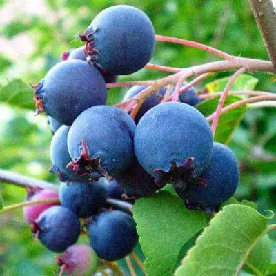 Ирга ПЕМБИНА в Барановичах