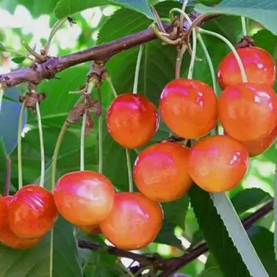 Черешня НАСЛАЖДЕНИЕ в Барановичах