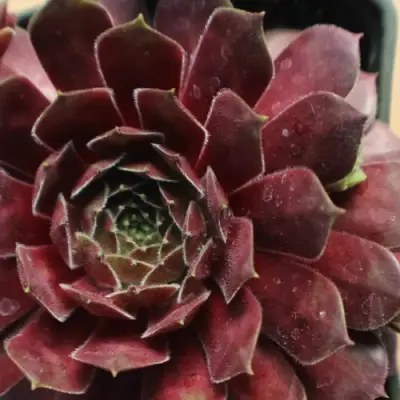 Молодило БЛЭК МОУНТЭЙН в Барановичах