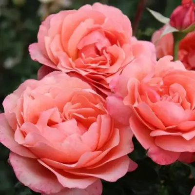 Роза КОРАЛ ЛИОНС РОУЗ флорибунда в Барановичах