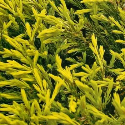 Можжевельник ЛАЙМ ГЛОУ горизонтальный  в Барановичах