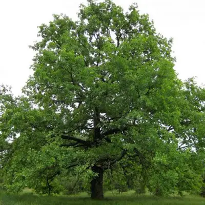 Дуб черешчатый в Барановичах