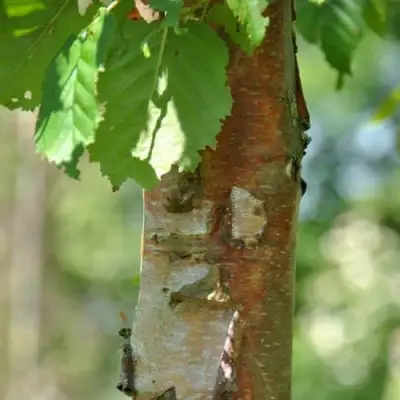 Береза бумажная в Барановичах