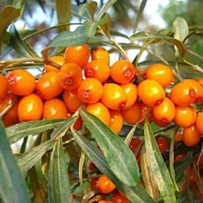 Облепиха БОТАНИЧЕСКАЯ в Барановичах