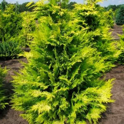 Кипарисовик ГОЛДЕН ВОНДЕР лавсона в Барановичах