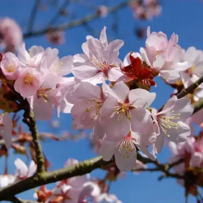Вишня РАНЧО САРЖЕНТА в Барановичах