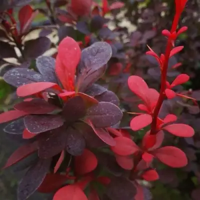 Барбарис РЕД ПИЛЛАР тунберга в Барановичах