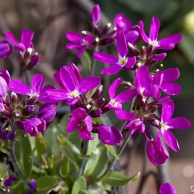 Арабис РОУЗ делайт в Барановичах