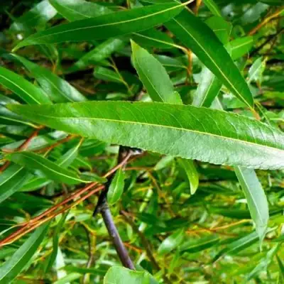 Ива ломкая  в Барановичах