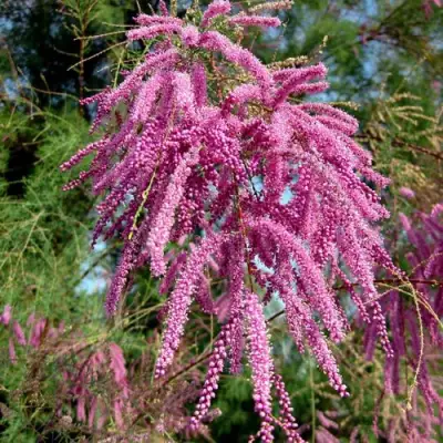 Тамарикс ПИНК КАСКАД в Барановичах