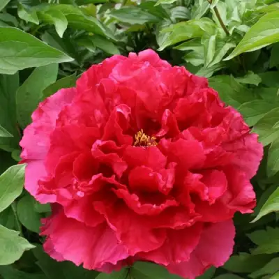 Пион АРОМАТНОЕ ВОСПОМИНАНИЕ древовидный в Барановичах