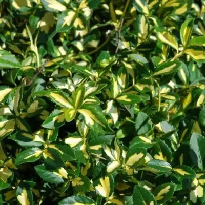 Бересклет САНСПОТ форчуна в Барановичах