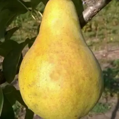 Груша КОНКОРД в Барановичах