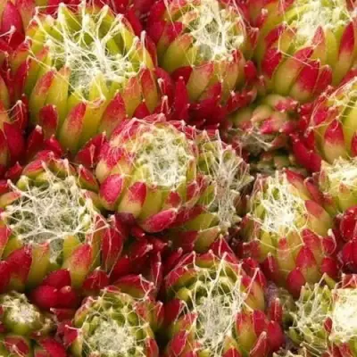 Молодило ХУКЕРА в Барановичах