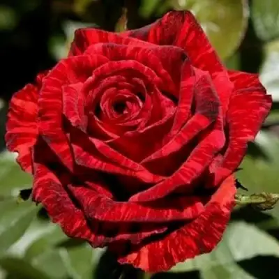 Роза РЕД ИНТУИШН чайно-гибридная в Барановичах