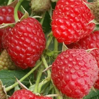 Малина КОЛОКОЛЬЧИК в Барановичах