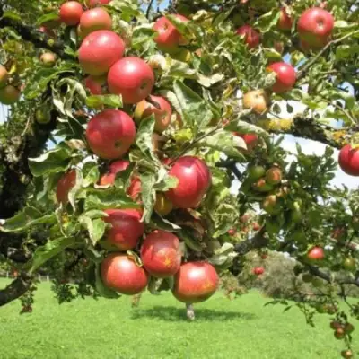 Яблоня ОРЛИК в Барановичах