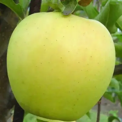 Яблоня ГОЛДЕН ДЕЛИШЕС в Барановичах