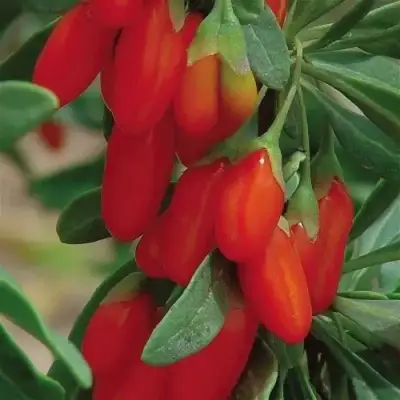 Годжи ВЯЧЕСЛАВ в Барановичах