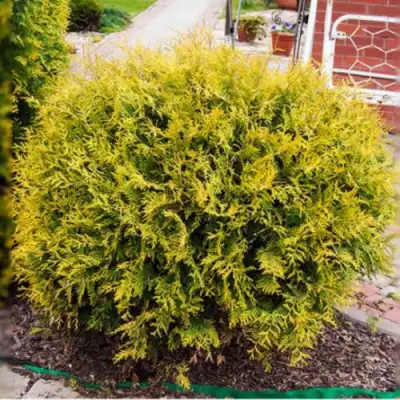 Туя КОЛЛЕРС ГОЛД складчатая в Барановичах