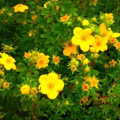 Лапчатка ГОЛДФИНГЕР кустарниковая в Барановичах