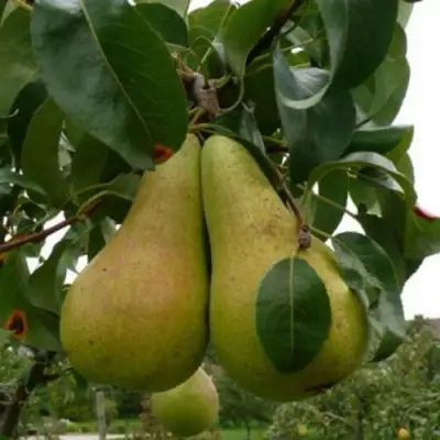 Груша КОНКОРД в Барановичах