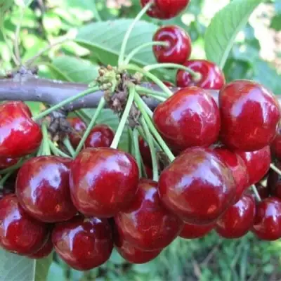 Вишня ДЕСЕРТНАЯ МОРОЗОВОЙ в Барановичах