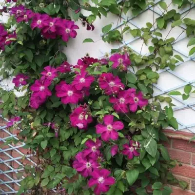 Клематис ЭРНЕСТ МАРКХАМ в Барановичах