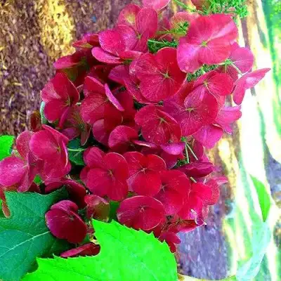 Гортензия АМЕТИСТ дуболистная в Барановичах