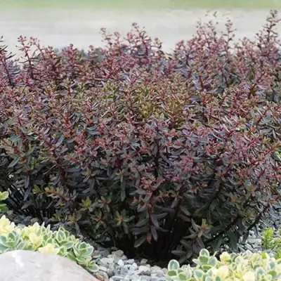 Очиток (седум) САНСПАРКЛЕР ДЖЕЙД ТАФФЕТ в Барановичах