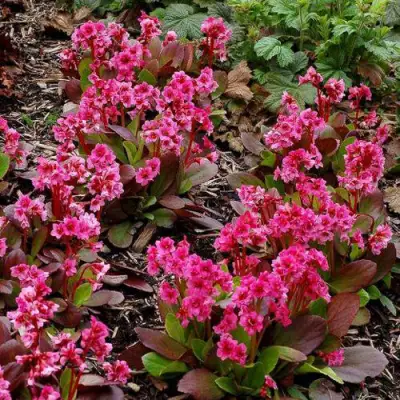 Бадан ФЛИРТ в Барановичах